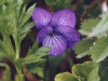 Alaskan Violet